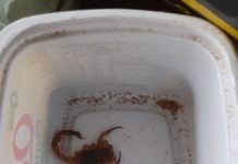 Escorpiões começam a voltar no noticiário, desta vez no Distrito Comercial