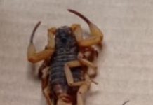 Moradora do Bairro Emilio Zanata encontra Escorpião na sala da residência
