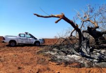 Devastação ambiental em área preparada para o cultivo de mandioca rende multas de quase R$ 100 mil a sitiante