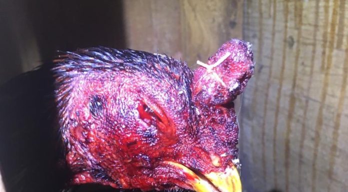 Polícia Ambiental flagra rinha de galo e prende 18 pessoas