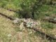 Sem perspectiva de soluções, abandono é a marca do presente da ferrovia na região de Presidente Prudente