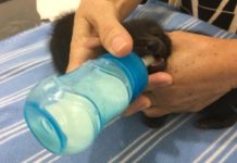 Filhotes de cachorro-do-mato são resgatados em canavial após desgarrarem-se da mãe em fuga de incêndio e estão em Dracena