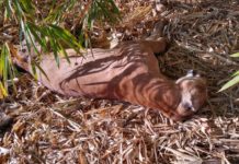 Com espécie ameaçada de extinção, onça-parda é encontrada morta com marca de tiro em Rancharia