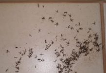 Pernilongos tiram sossego de moradores de Dracena