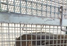 Bombeiros capturam Tamanduá em rua do Parque Dracena