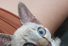 Gato de estimação desapareceu no jardim da Palmeiras