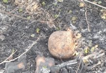 Ossada Humana foi localizada em área de APP próximo a Dracena