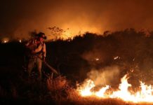 Incêndios no Pantanal causam devastação, matam animais e emitem alerta climático