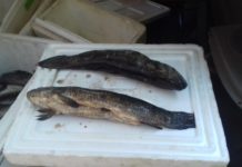 Casal recebe multa de quase R$ 1 mil por transporte de pescado sem comprovação de origem