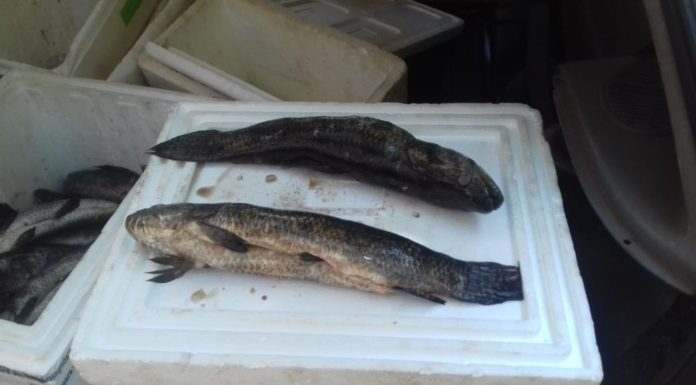 Casal recebe multa de quase R$ 1 mil por transporte de pescado sem comprovação de origem