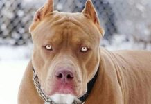 Andradina tem 2 ataques de pitbulls em menos de quatro dias