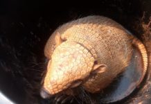 Tatu é resgatado por populares de buraco em calçada no Centro de Dracena