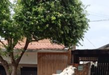 Animais continuam soltos pelas ruas sem providência pelos setores competentes