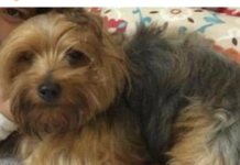 Cachorra está desaparecida das proximidades da antiga Creche da Nadir