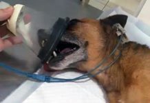 Depois de ser atacado por abelhas, cachorro morre de choque anafilático em Osvaldo Cruz