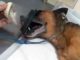 Depois de ser atacado por abelhas, cachorro morre de choque anafilático em Osvaldo Cruz