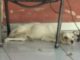 Mulher é atuada em R$ 6 mil pela PM Ambiental por maus tratos e morte de cachorro em Dracena