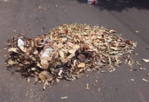 Moradora reclama de descaso de recolhedores de folhas