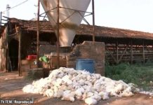 Duas Granjas de Bastos registram mortes de 35 mil Galinhas por causa do Calor