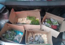 Papagaios são apreendidos dentro de veículo abordado na SP-294 em Dracena