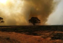 Usina sucroalcooleira é multada em mais de R$ 1,1 milhão por uso de fogo em vegetação nativa e árvores