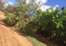 Moradores reclamam de árvore caída em estrada municipal