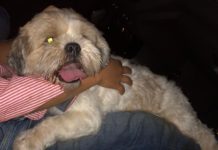 Cachorro perdido nas proximidades da Coimma