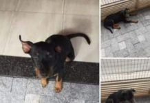 Cachorra está desaparecida desde a última segunda-feira