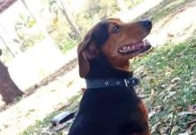 Cachorro desapareceu do Bairro Tonico André em Dracena