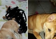 Cachorra está desaparecida no Jardim Brasilândia