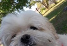 Cachorro desapareceu das proximidades do Pontilhão da Expedicionários