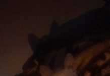 Gata está desaparecida em Junqueirópolis