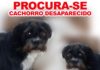 Cachorro está desaparecido em Paulicéia