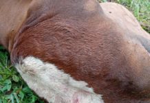 Furto bárbaro em zona rural de Junqueirópolis preocupa pecuaristas