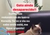 Gato está desaparecido do Jardim Kenedy