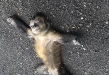 Macaco possivelmente Sagui ou Prego é encontrado morto às margens da SP-294