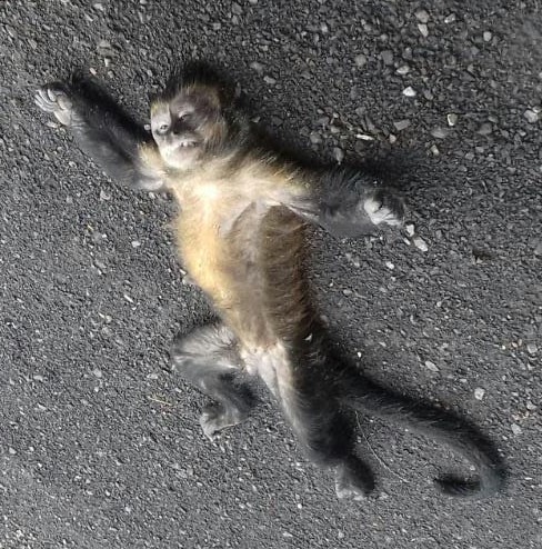 Sagui de tufo branco callithrix jacchus pequeno macaco que habita as  florestas brasileiras