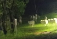 Boiada incomoda moradores de bairro de Dracena