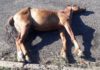Cavalo é encontrado morto próximo da antiga Estação Ferroviária