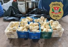 Polícia Civil fecha local suspeito de fabricar Queijos clandestinos em Dracena