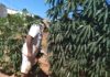 Morador de Dracena colhe mandioca de 2,80 metros