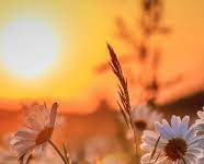 Viva um dia de cada vez (por Cidinha Pascoaloto)