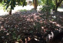 Moradores de Jaciporã reclamam de Terreno abandonado