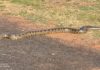 Sucuri é flagrada tentando atravessar a pista em Junqueirópolis