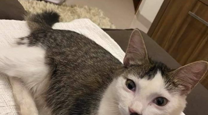 Gato está desaparecido em Dracena