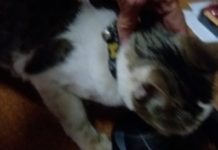 Gata perdida está aguardando seu dono