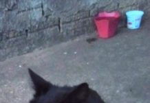 Gato está abandonado em terreno da Rua Duque de Caxias