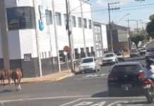 Animais continuam perambulando pelas ruas da cidade sem providências