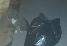 Moradores reclamam da forma como está sendo feita a Coleta de Lixo