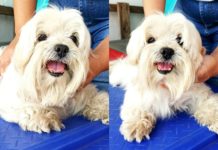 Cachorro foi encontrado e está aguardando pelo seu dono